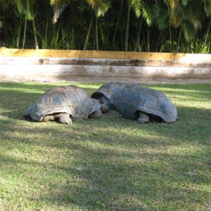 ALDABRA BREEDER