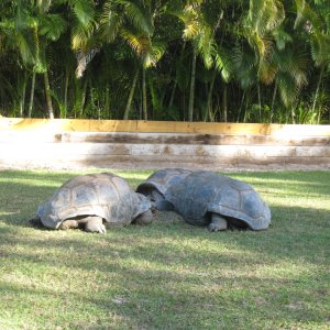 ALDABRA BREEDER