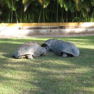 ALDABRA BREEDER