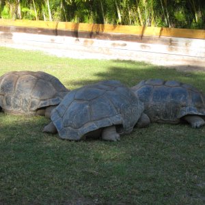 ALDABRA BREEDER