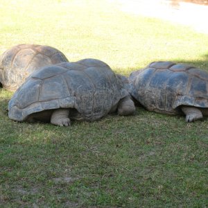 ALDABRA BREEDER