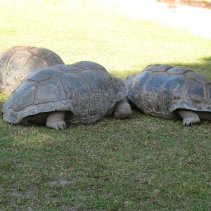 ALDABRA BREEDER