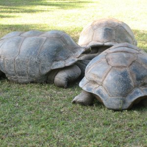ALDABRA BREEDER