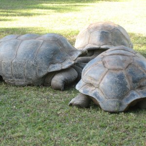 ALDABRA BREEDER