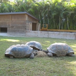 ALDABRA BREEDER