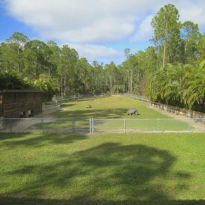 ALDABRA BREEDER
