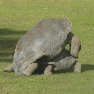 ALDABRA BREEDER