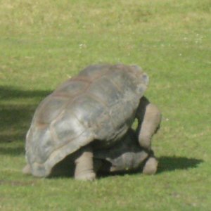 ALDABRA BREEDER