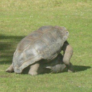ALDABRA BREEDER