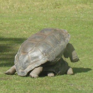 ALDABRA BREEDER