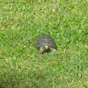 ALDABRA BREEDER