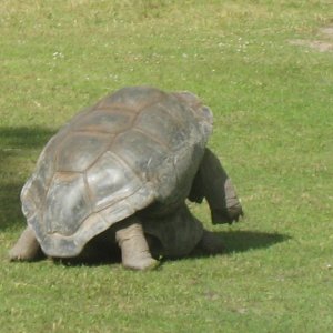 ALDABRA BREEDER