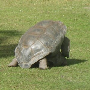 ALDABRA BREEDER