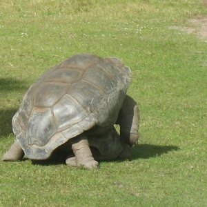 ALDABRA BREEDER