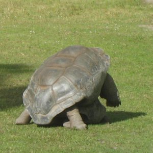 ALDABRA BREEDER