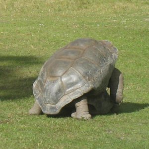 ALDABRA BREEDER