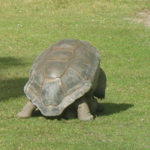 ALDABRA BREEDER