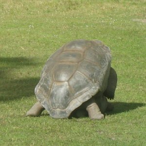 ALDABRA BREEDER