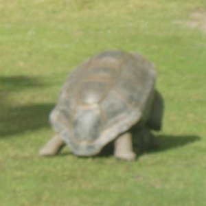 ALDABRA BREEDER