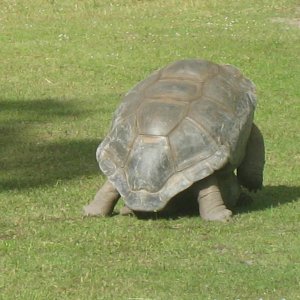 ALDABRA BREEDER