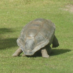 ALDABRA BREEDER