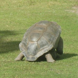 ALDABRA BREEDER