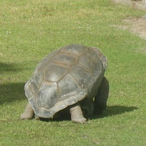 ALDABRA BREEDER