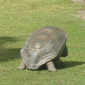 ALDABRA BREEDER