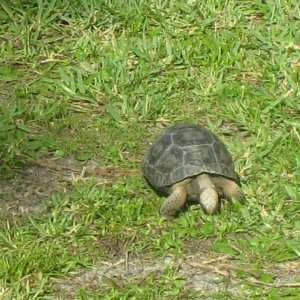 ALDABRA BREEDER
