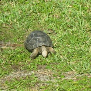 ALDABRA BREEDER