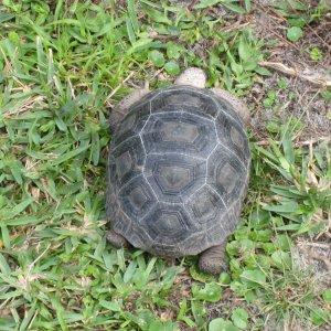 ALDABRA BREEDER