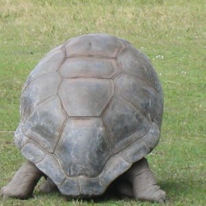 ALDABRA BREEDER