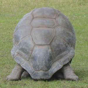 ALDABRA BREEDER