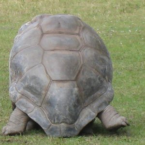 ALDABRA BREEDER