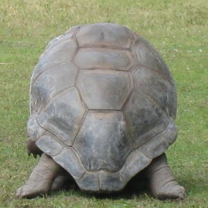 ALDABRA BREEDER