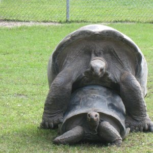 ALDABRA BREEDER