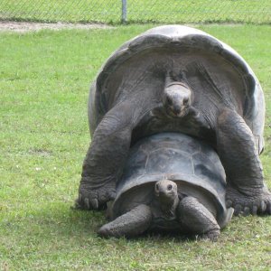 ALDABRA BREEDER