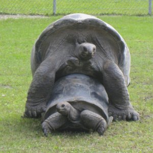 ALDABRA BREEDER
