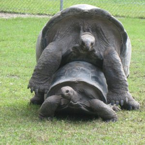 ALDABRA BREEDER