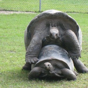 ALDABRA BREEDER