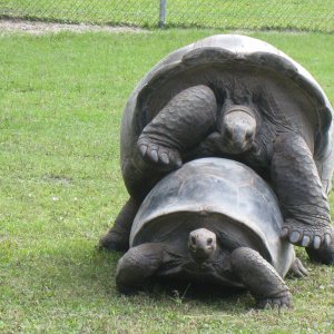 ALDABRA BREEDER