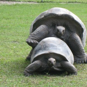 ALDABRA BREEDER