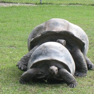 ALDABRA BREEDER