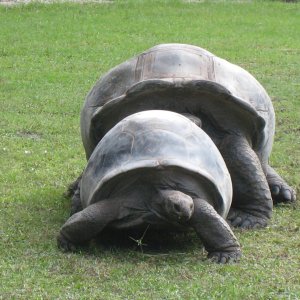 ALDABRA BREEDER