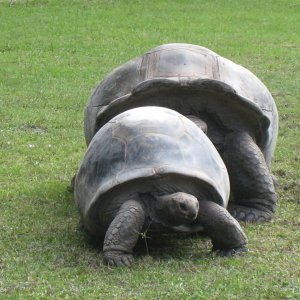 ALDABRA BREEDER