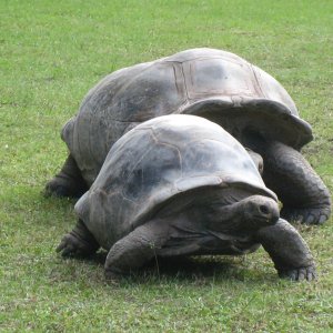 ALDABRA BREEDER