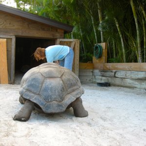 ALDABRA BREEDER