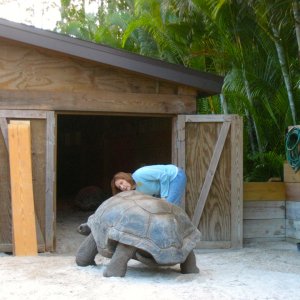 ALDABRA BREEDER