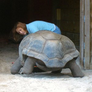 ALDABRA BREEDER