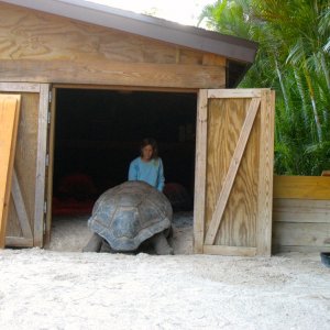 ALDABRA BREEDER